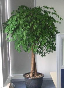 天心區(qū)綠植花卉租擺服務(wù)專家——長沙久綠園藝，全方位美化您的空間